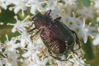 Gnorimus nobilis