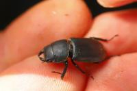 Dorcus parallelipipedus