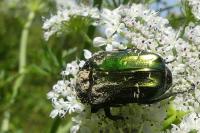 Cetonia aurata