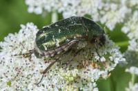 Cetonia aurata