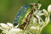 Cetonia aurata