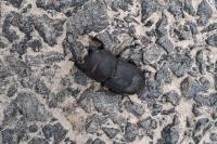 Dorcus parallelipipedus
