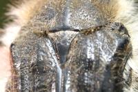 Tropinota squalida