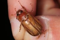 Rhizotrogus cicatricosus