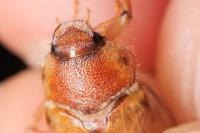 Rhizotrogus cicatricosus
