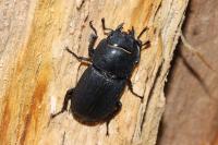 Dorcus parallelipipedus