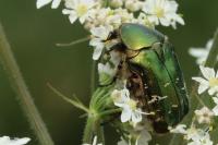 Cetonia aurata