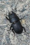 Dorcus parallelipipedus