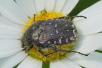 Oxythyrea funesta