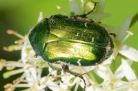 Cetonia aurata
