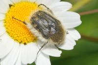 Tropinota squalida