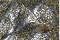 Tropinota squalida