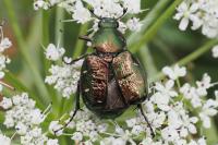 Gnorimus nobilis