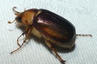 Rhizotrogus aestivus