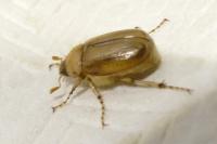 Rhizotrogus marginipes