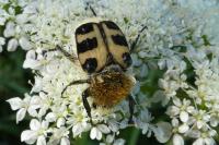 Trichius gallicus
