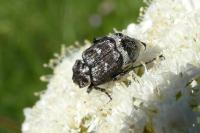 Valgus hemipterus