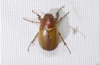 Amphimallon majale