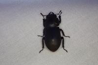 Dorcus parallelipipedus
