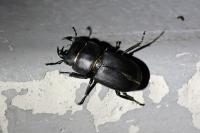 Dorcus parallelipipedus