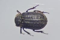 Trox scaber