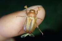 Amphimallon majale