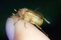 Amphimallon majale