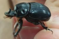 Copris lunaris