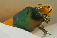 Cetonia aurata
