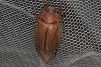 Rhizotrogus cicatricosus
