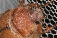 Rhizotrogus cicatricosus