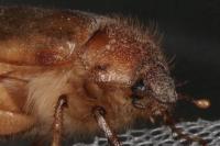 Rhizotrogus cicatricosus