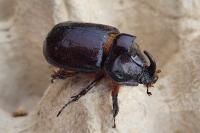 Oryctes nasicornis
