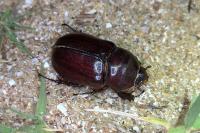 Oryctes nasicornis