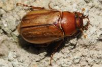 Rhizotrogus cicatricosus
