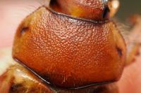 Rhizotrogus cicatricosus