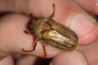 Amphimallon solstitiale