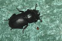 Dorcus parallelipipedus