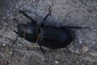 Dorcus parallelipipedus