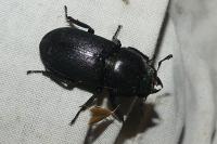 Dorcus parallelipipedus