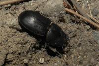 Dorcus parallelipipedus