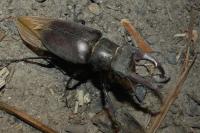 Lucanus cervus