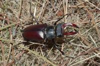Lucanus cervus