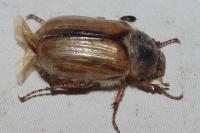 Amphimallon solstitiale