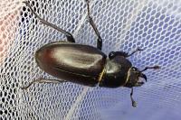 Lucanus cervus