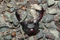 Lucanus cervus