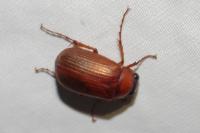 Serica brunnea