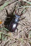 Lucanus cervus