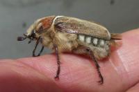 Anoxia villosa
