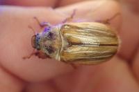 Amphimallon solstitiale